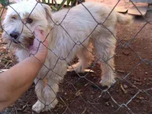Cachorro raça Poodle  idade 2 anos nome Estrela 