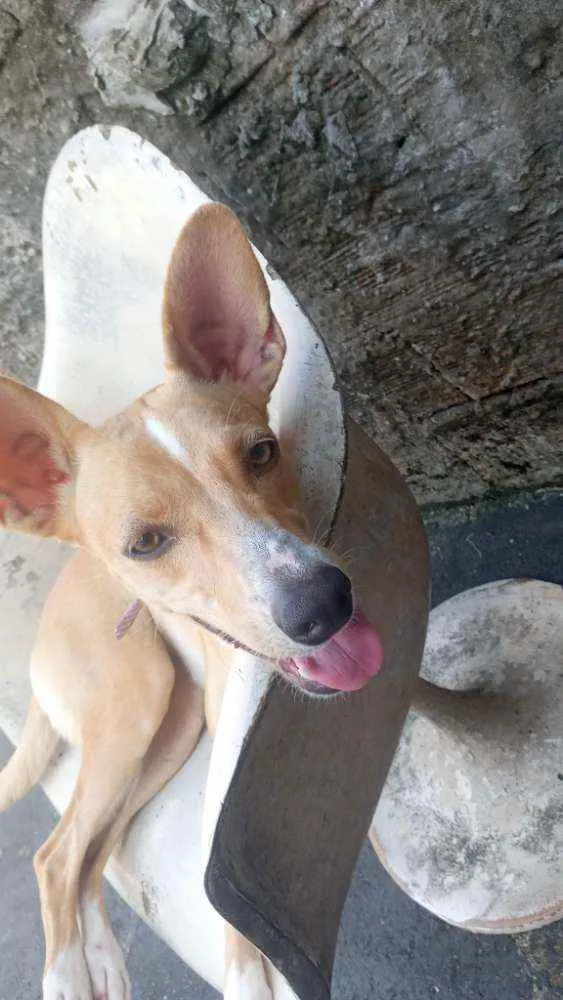 Cachorro ra a Vl idade 1 ano nome Mel