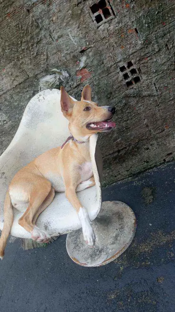 Cachorro ra a Vl idade 1 ano nome Mel