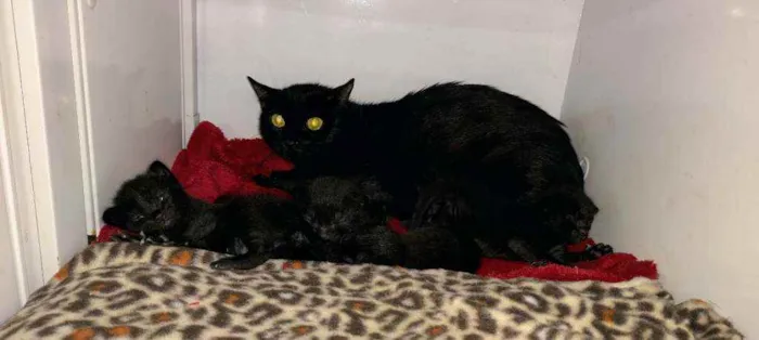 Gato raça SRD idade Abaixo de 2 meses nome Sem nome