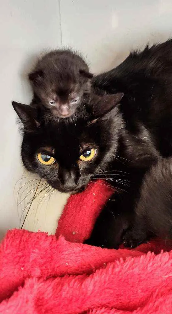 Gato raça SRD idade Abaixo de 2 meses nome Sem nome