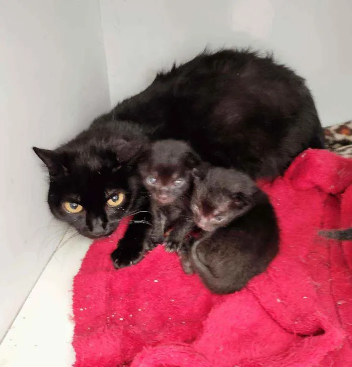 Gato raça SRD idade Abaixo de 2 meses nome Sem nome