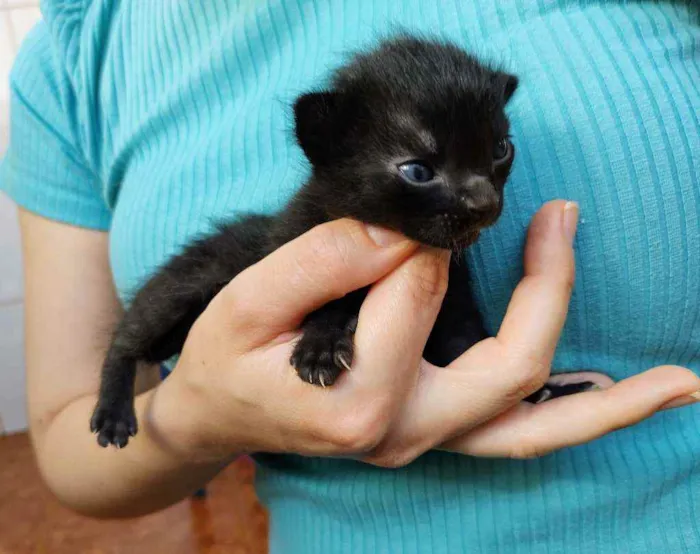 Gato raça SRD idade Abaixo de 2 meses nome Sem nome