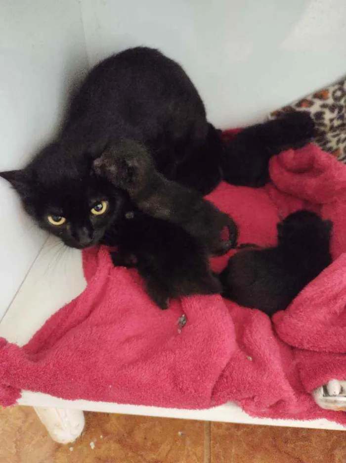 Gato raça SRD idade Abaixo de 2 meses nome Sem nome