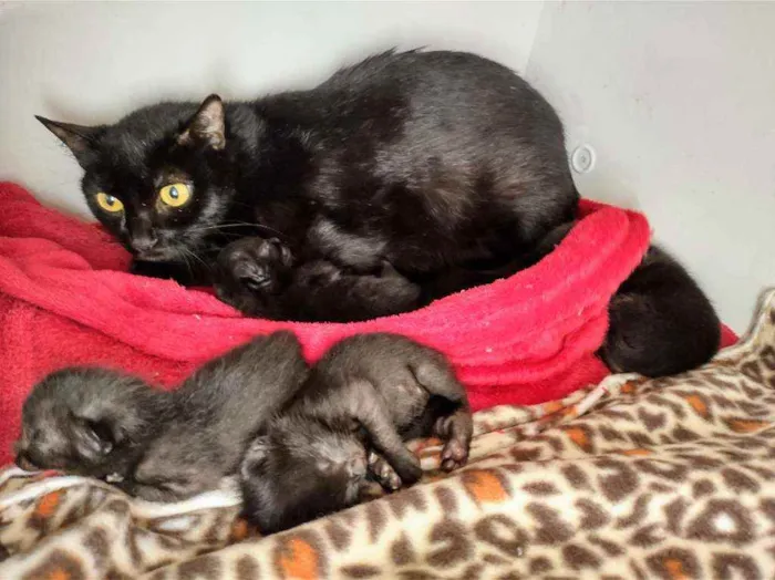 Gato raça SRD idade Abaixo de 2 meses nome Sem nome