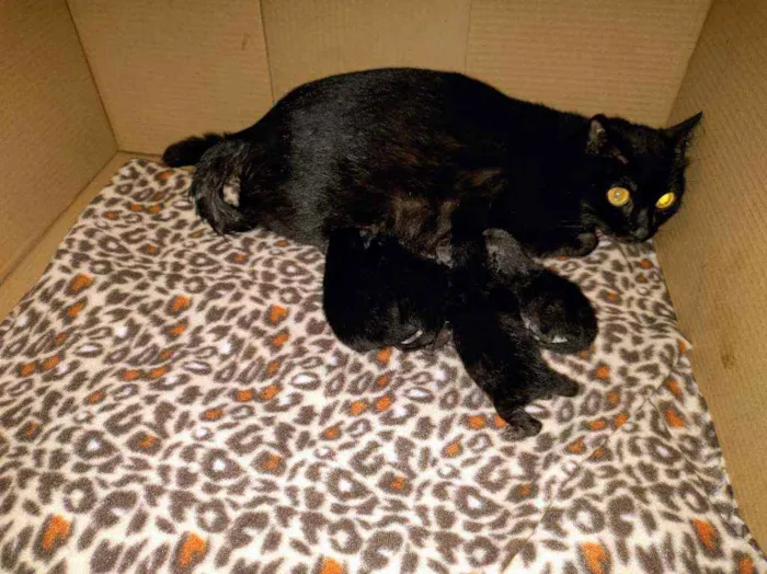 Gato raça SRD idade Abaixo de 2 meses nome Sem nome