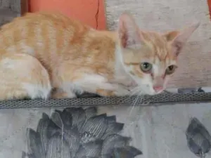 Gato raça Srd idade 2 a 6 meses nome Sem nome ainda