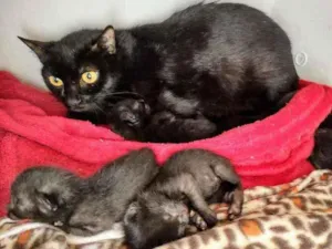 Gato raça SRD idade Abaixo de 2 meses nome Sem nome