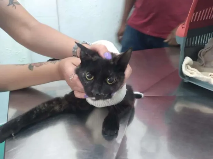 Gato ra a SRD idade 7 a 11 meses nome gatinha
