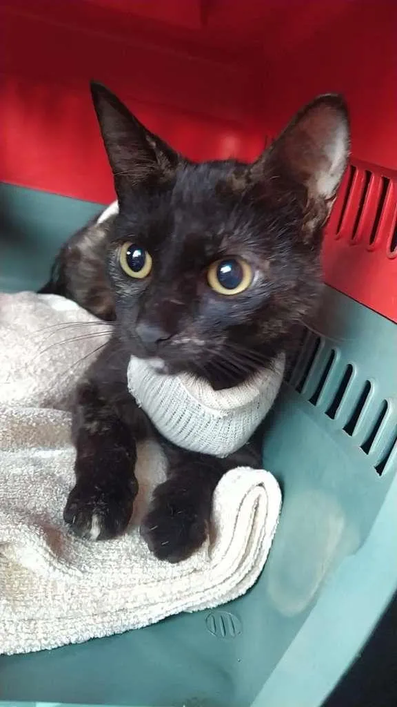 Gato ra a SRD idade 7 a 11 meses nome gatinha