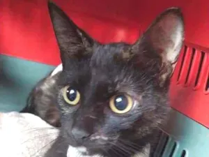 Gato raça SRD idade 7 a 11 meses nome gatinha