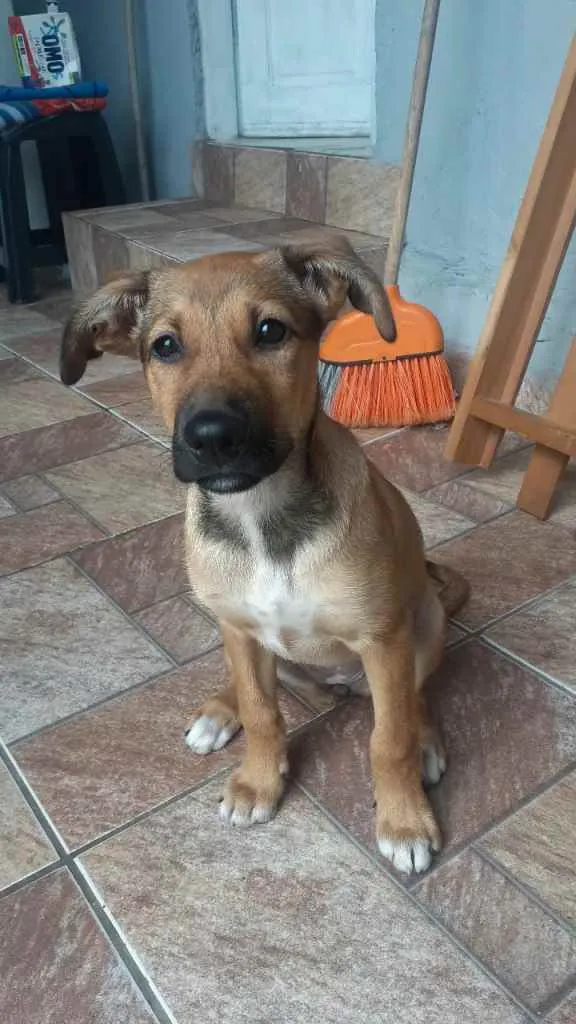 Cachorro ra a Vira-lata idade 2 a 6 meses nome Zara 