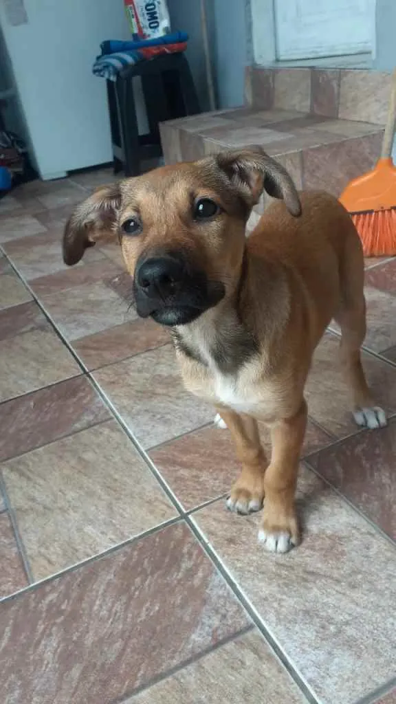Cachorro ra a Vira-lata idade 2 a 6 meses nome Zara 