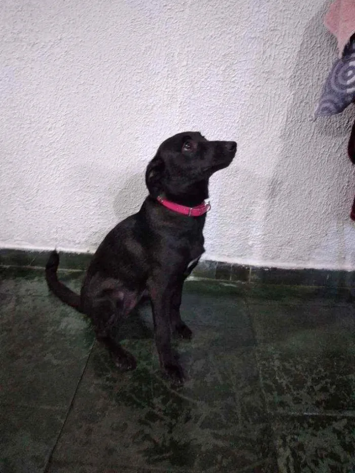 Cachorro raça Vira lata idade 2 a 6 meses nome Jade