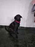 Cachorro raça Vira lata idade 2 a 6 meses nome Jade