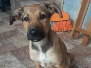 Cachorro raça Vira-lata idade 2 a 6 meses nome Zara 