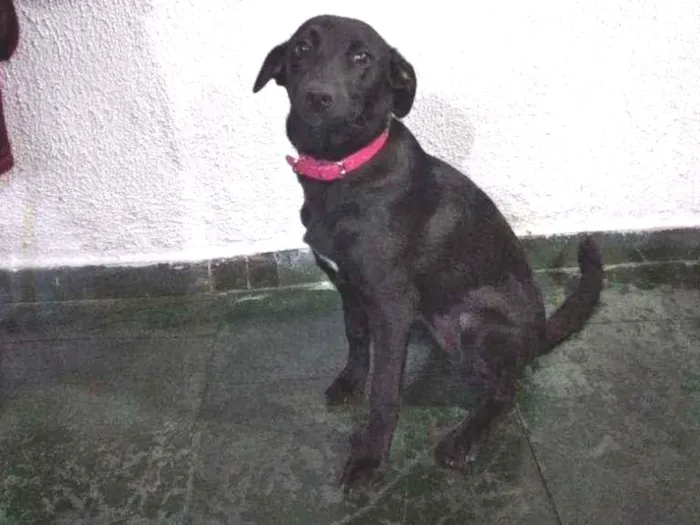 Cachorro raça Vira lata idade 2 a 6 meses nome Jade
