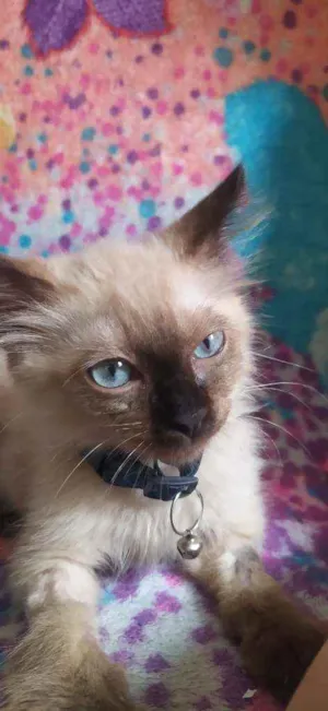 Gato raça Ragdoll ou siamês  idade 2 a 6 meses nome Billy