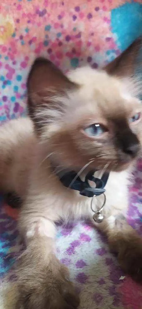Gato raça Ragdoll ou siamês  idade 2 a 6 meses nome Billy