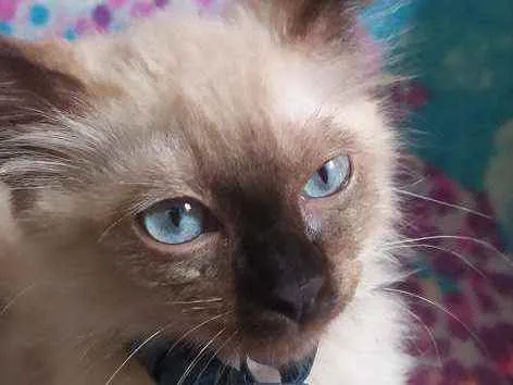 Gato raça Ragdoll ou siamês  idade 2 a 6 meses nome Billy