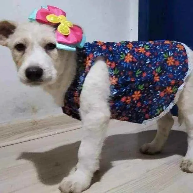 Cachorro ra a Sem raça definida idade 2 a 6 meses nome Luna