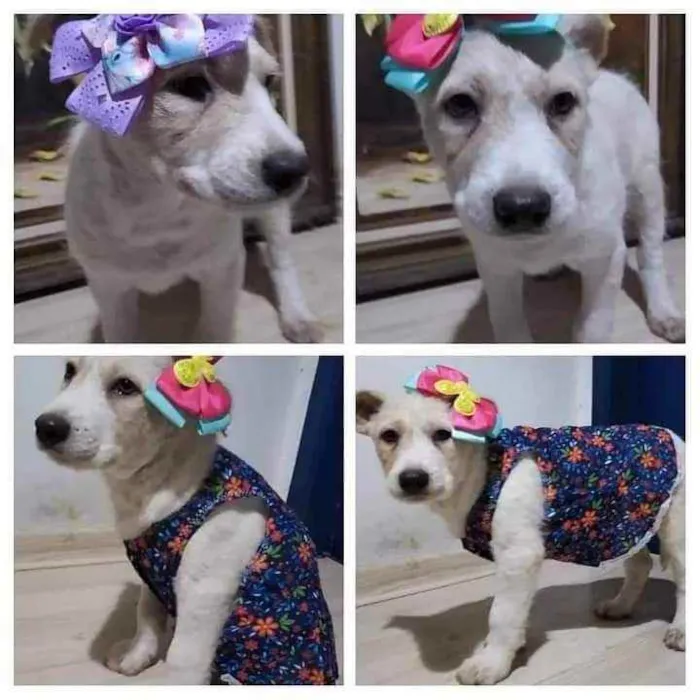 Cachorro ra a Sem raça definida idade 2 a 6 meses nome Luna