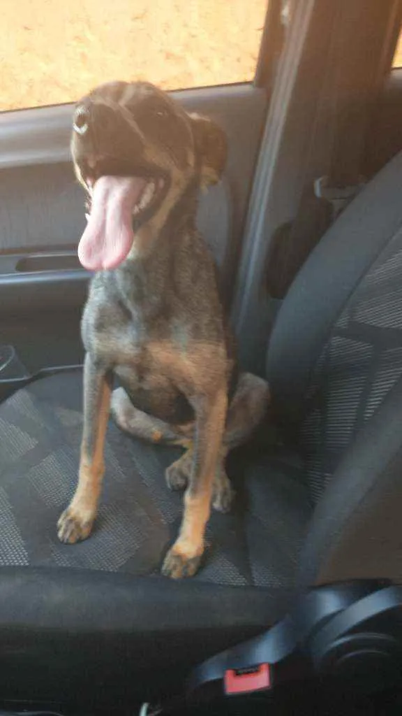 Cachorro ra a Sem raça definida idade 7 a 11 meses nome Linda