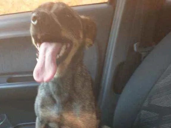 Cachorro ra a Sem raça definida idade 7 a 11 meses nome Linda