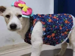 Cachorro raça Sem raça definida idade 2 a 6 meses nome Luna