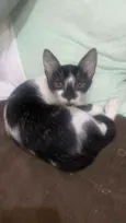Frajola e Pretinho