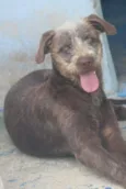 Cachorro raça  idade  nome Bombom