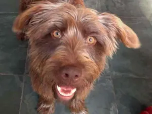 Cachorro raça  idade  nome Bombom