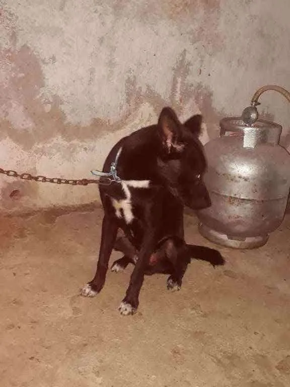 Cachorro ra a Labrador com vira-lata  idade 7 a 11 meses nome Betouve