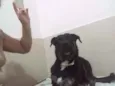 Lobinho