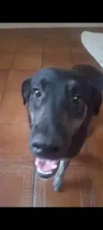 Lobinho