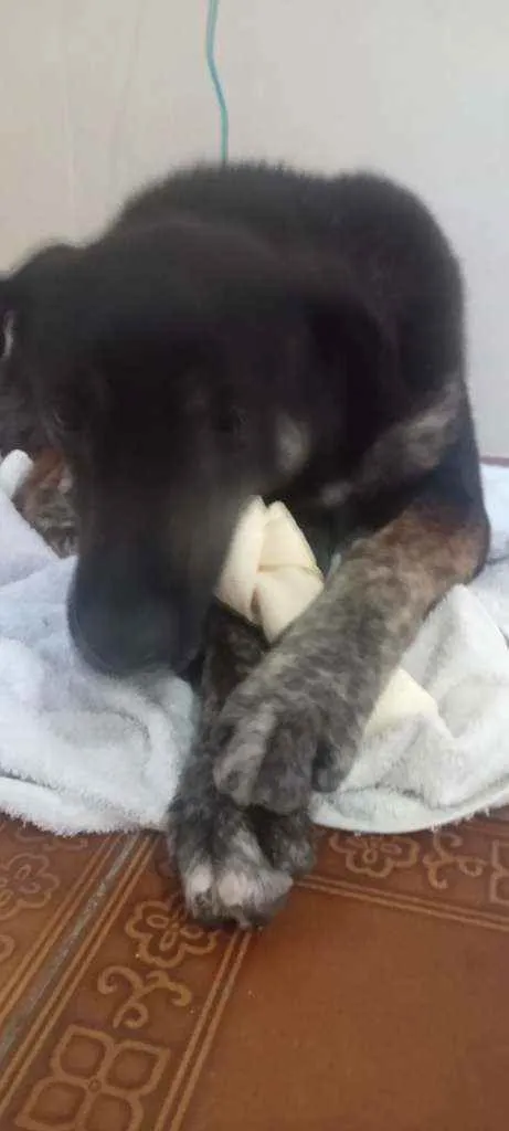 Cachorro ra a SRD idade 1 ano nome Lobinho