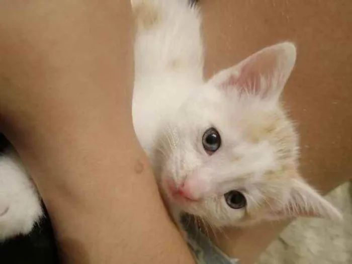 Gato ra a SRD idade Abaixo de 2 meses nome Lucca