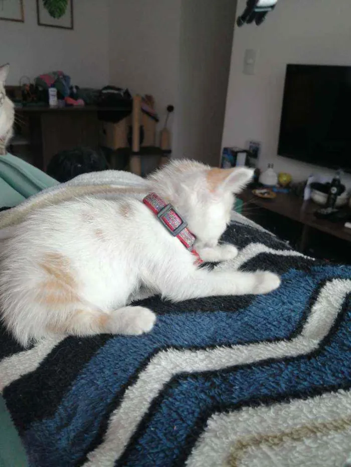 Gato ra a SRD idade Abaixo de 2 meses nome Lucca
