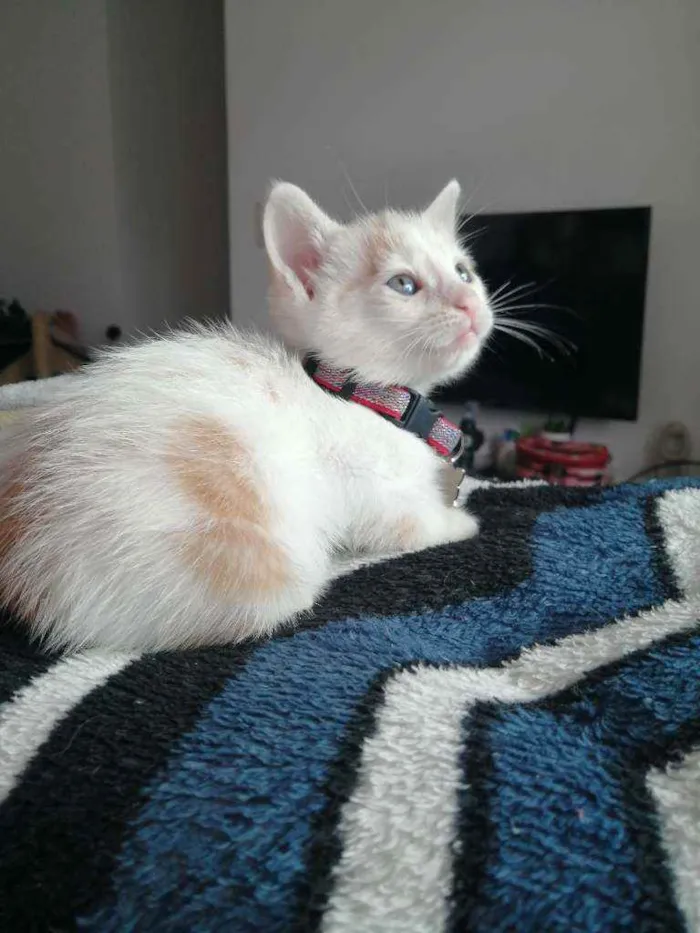 Gato ra a SRD idade Abaixo de 2 meses nome Lucca
