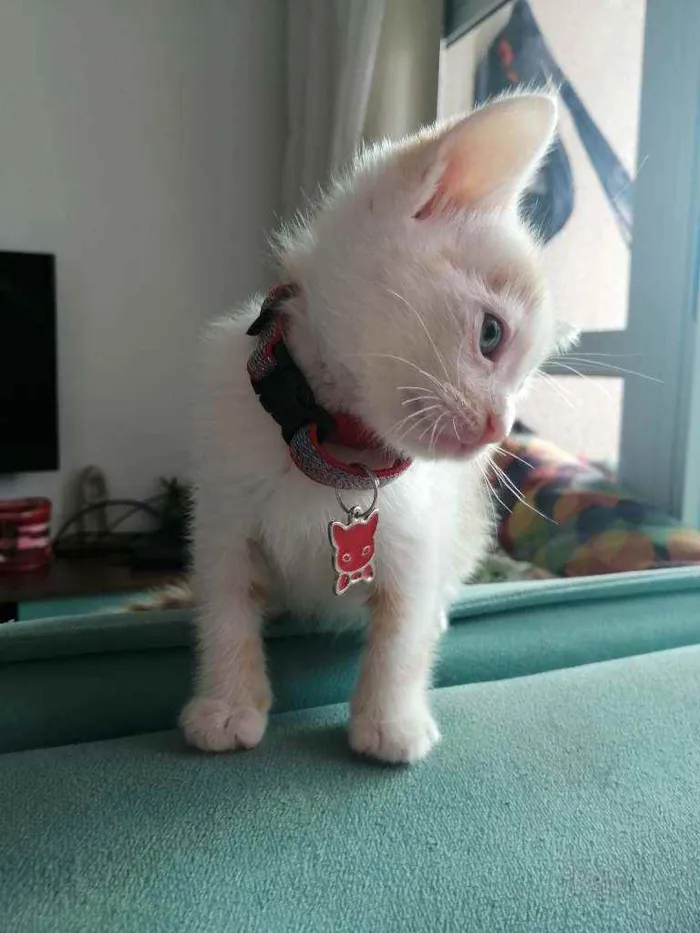 Gato ra a SRD idade Abaixo de 2 meses nome Lucca