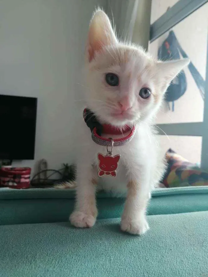 Gato ra a SRD idade Abaixo de 2 meses nome Lucca