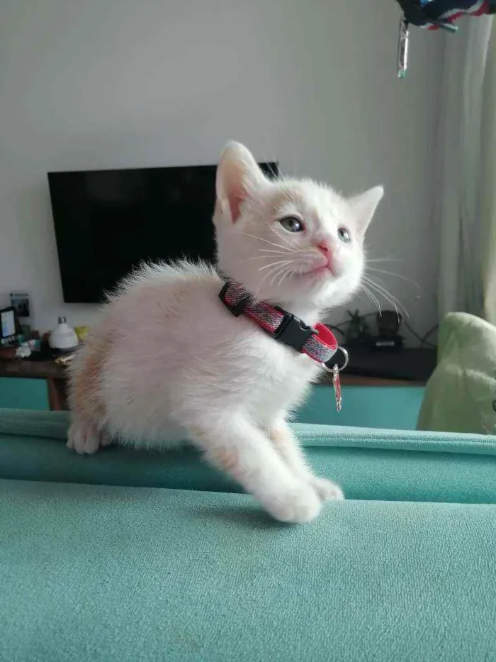 Gato ra a SRD idade Abaixo de 2 meses nome Lucca