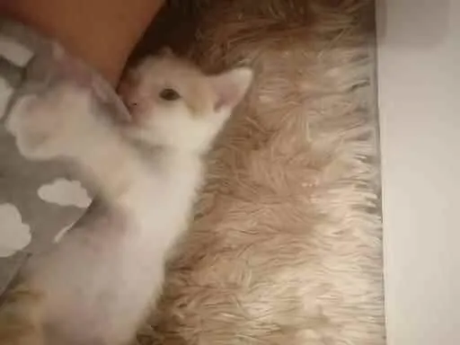 Gato ra a SRD idade Abaixo de 2 meses nome Lucca