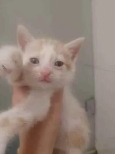 Gato ra a SRD idade Abaixo de 2 meses nome Lucca