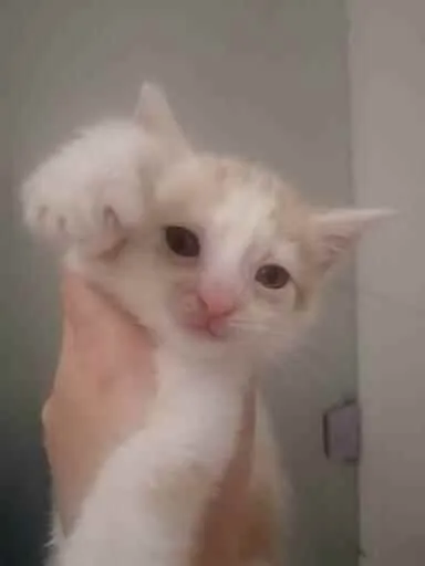Gato ra a SRD idade Abaixo de 2 meses nome Lucca