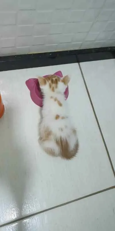 Gato ra a SRD idade Abaixo de 2 meses nome Lucca