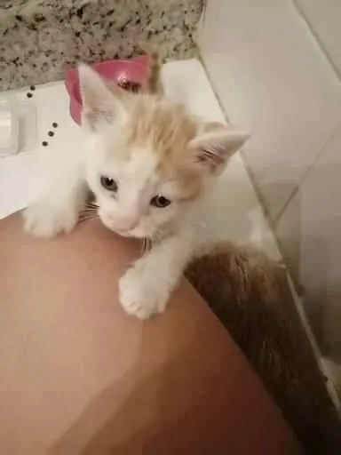 Gato ra a SRD idade Abaixo de 2 meses nome Lucca