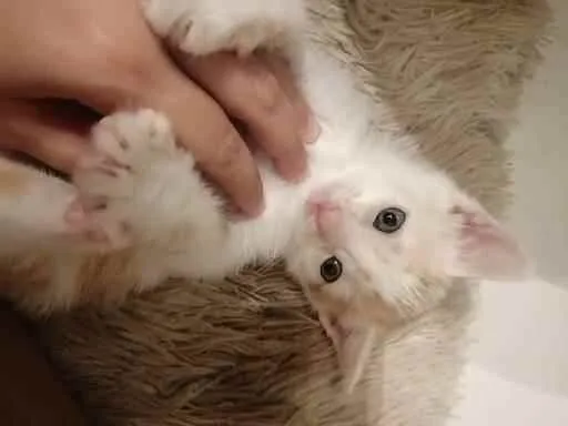 Gato ra a SRD idade Abaixo de 2 meses nome Lucca