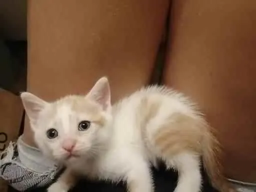 Gato ra a SRD idade Abaixo de 2 meses nome Lucca