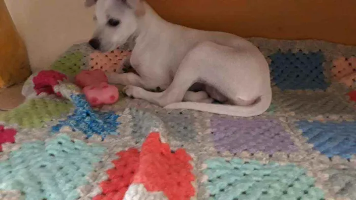 Cachorro ra a N sei idade 2 a 6 meses nome Nina